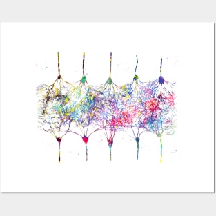 Cortical Neurons Posters and Art